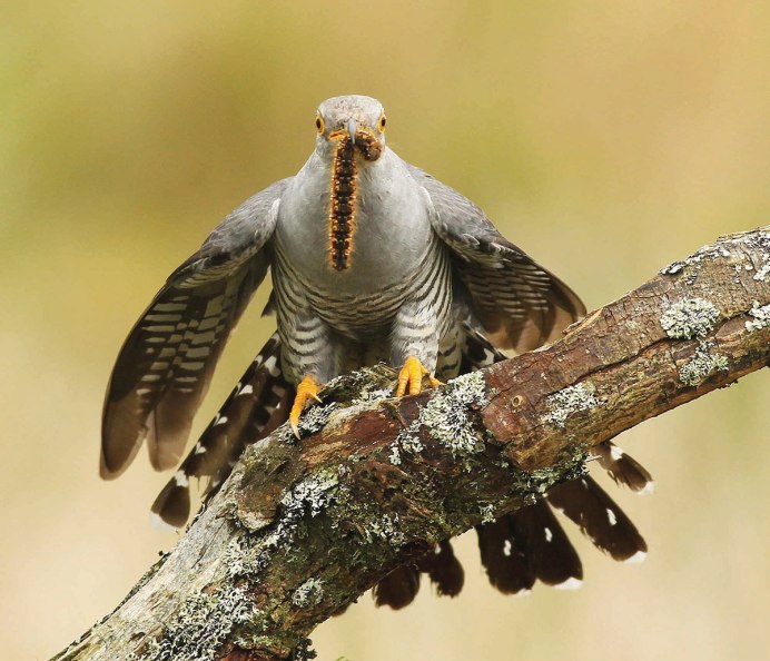 Гуира птица фото