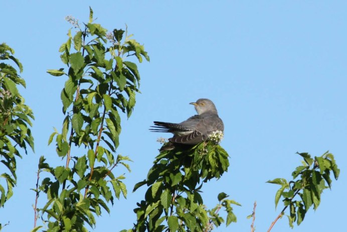 Пересекающие птица