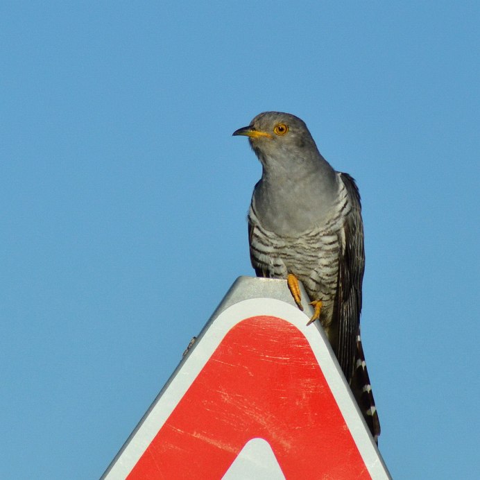 Обыкновенная Кукушка ноги