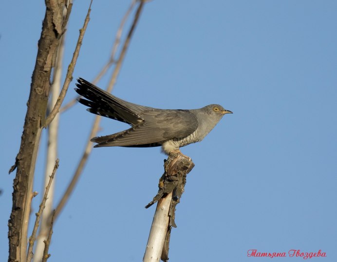 Красноклювая кустарниковая Кукушка