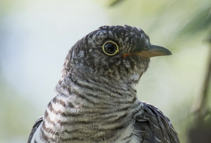 Обыкновенная Кукушка Кукушонок