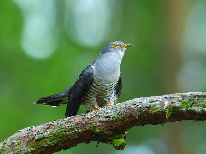 Cuculus poliocephalus