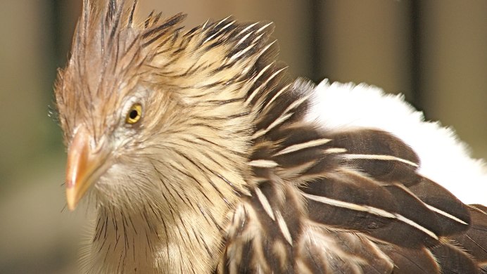 Сумасшедшая птичка сессия