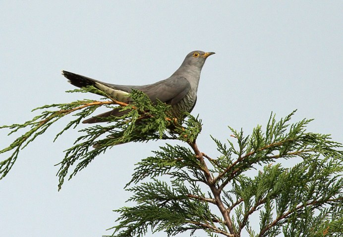 Самец кукушки фото
