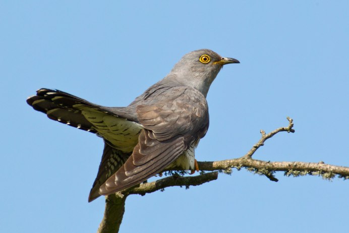 Индийская Кукушка