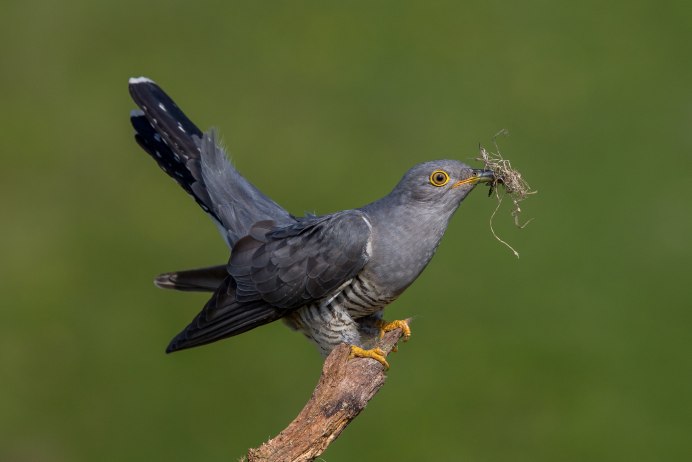 Самец кукушки