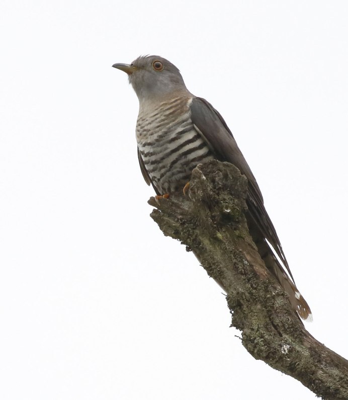 Кукушка в Приморском районе