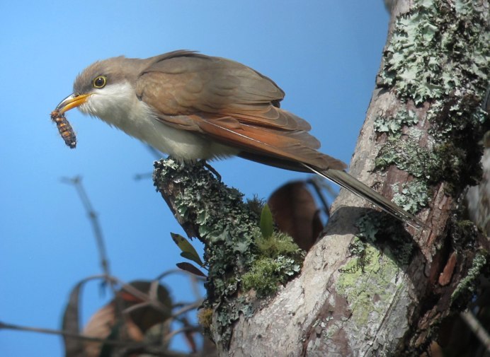 Обыкновенная Кукушка Кукушонок