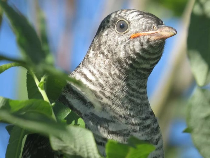 Кукушка ест