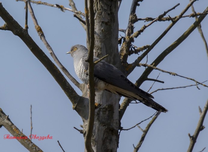 Кукушка в голове