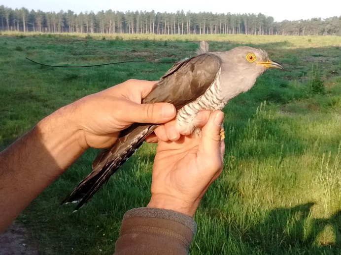Кукушка с большими сиськами