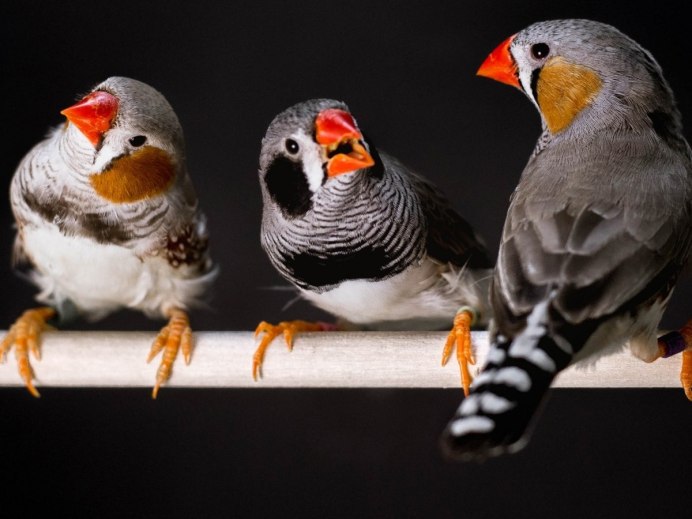 Амадина Битлз