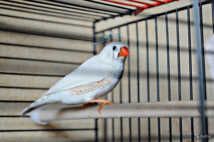 Японская амадина белая