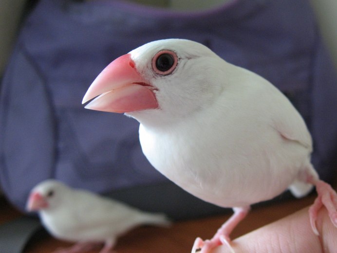 Фото зебровая амадина Taeniopygia guttata / Timor Zebra Finch