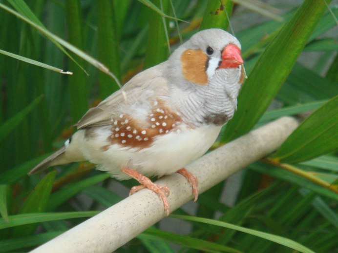 Рисовый амадин белый