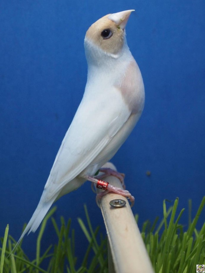 Амадины птички