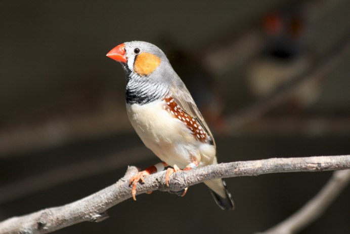 Зебровая амадина