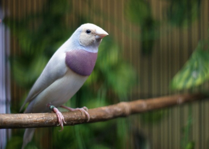 Амадины белые с красным клювом