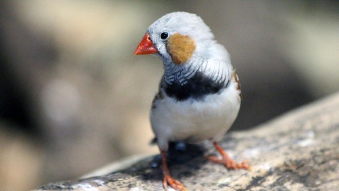 Японские попугаи амадины