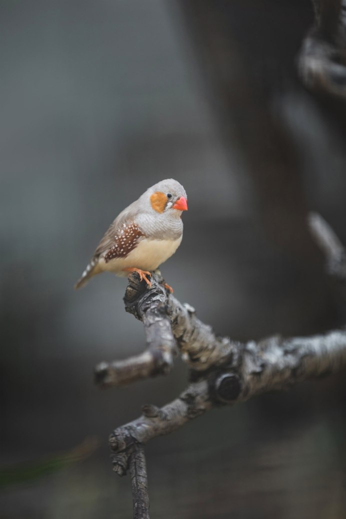 Рисовые амадины