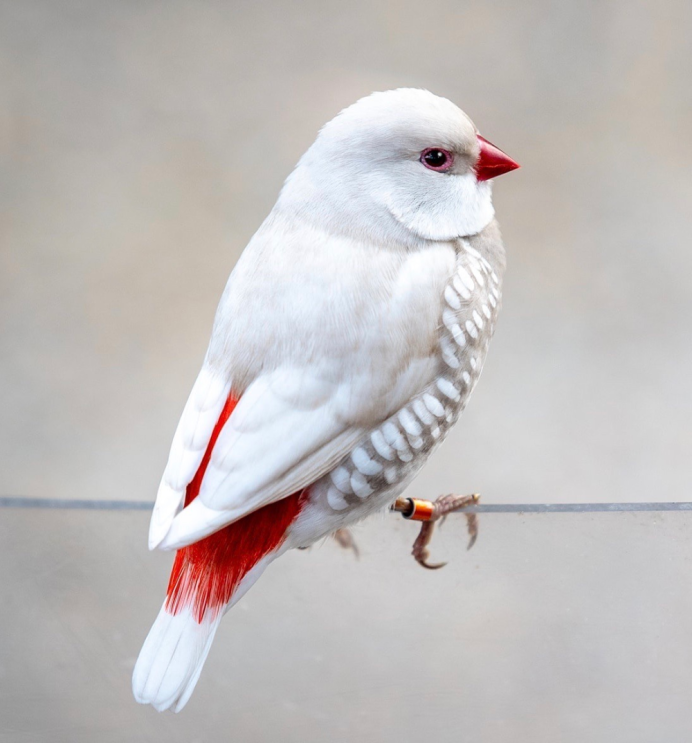 Бриллиантовые амадины