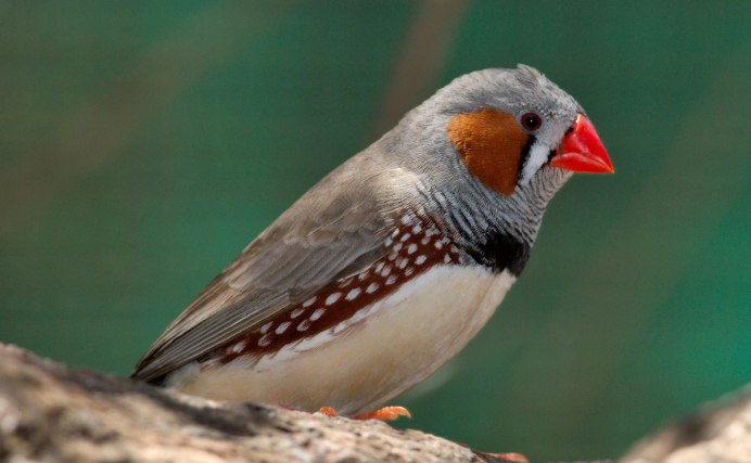 Острохвостая амадина