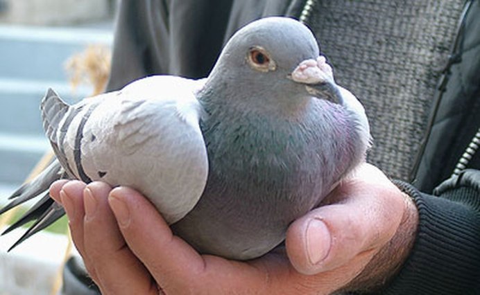 Голубь клюет