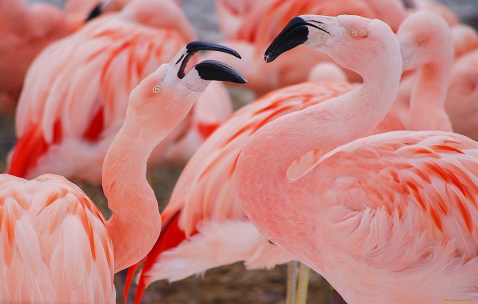 Flamingo 4k