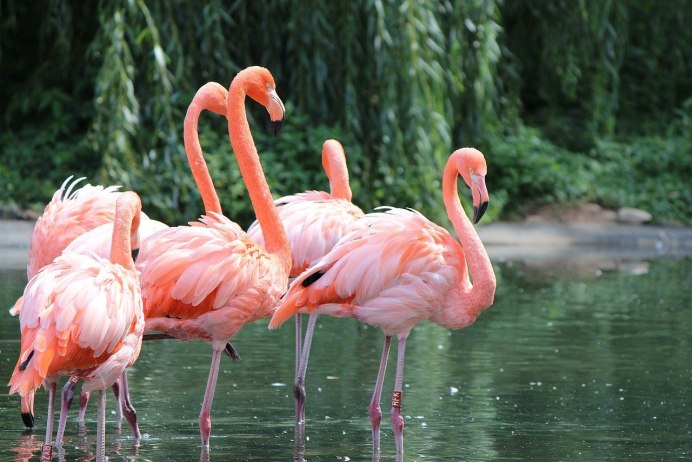Phoenicopterus Chilensis