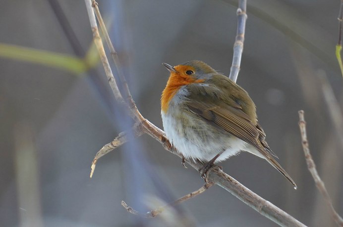 Зарянка - Erithacus rubecula l.