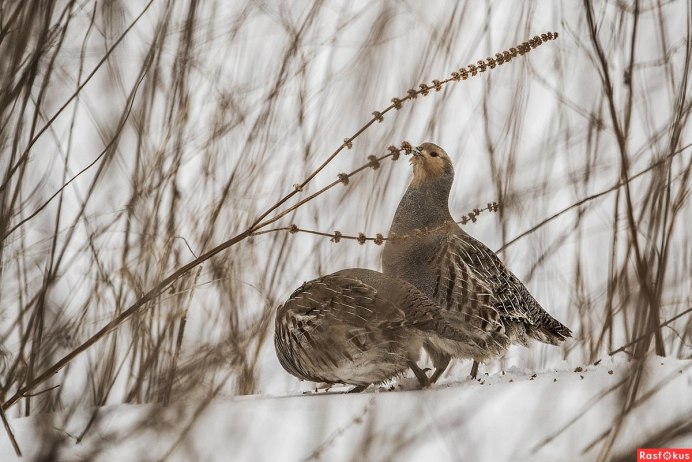 Куропатка серая – Perdix Perdix Linnaeus
