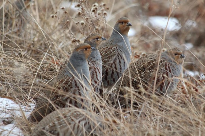 Серая куропатка (Perdix Perdix)