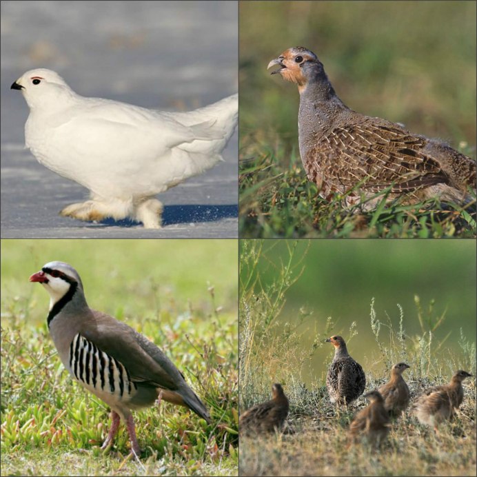Серая куропатка (Perdix Perdix)