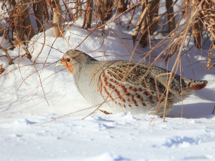 Серая куропатка (Perdix Perdix)