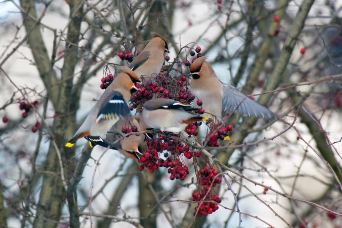 Птица на ветке