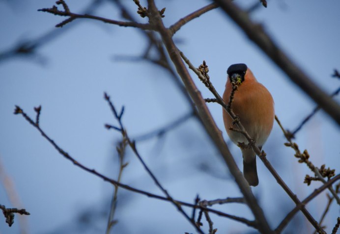 Птицы Снегири Весна