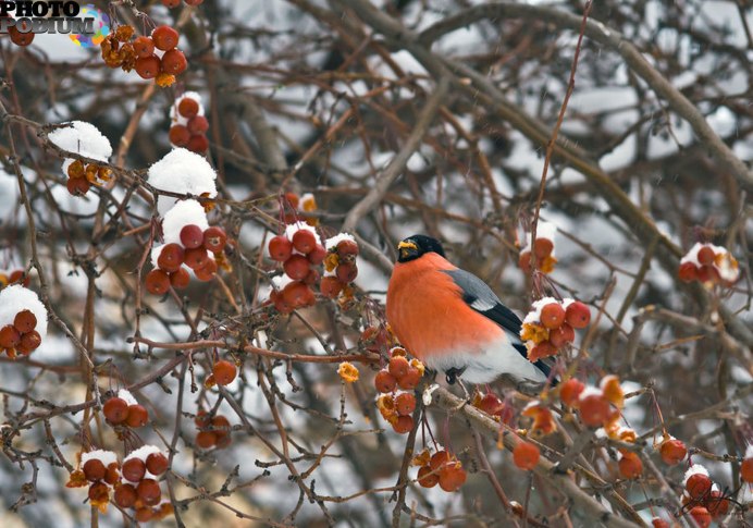 Снегирь фото рисунок