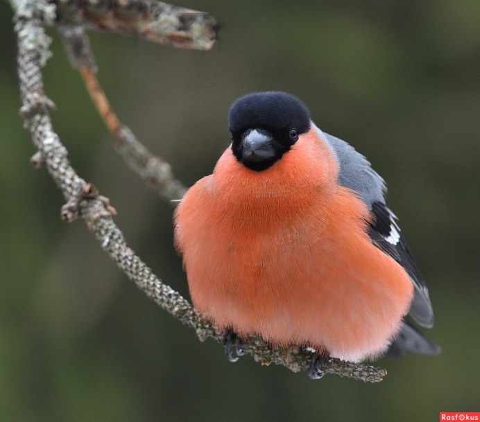 Желтогрудый Снегирь