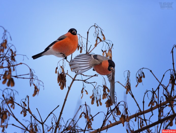 Птицы Ленинградской области Снегирь