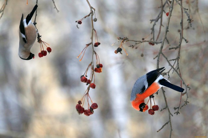 Свиристель зимующая птица