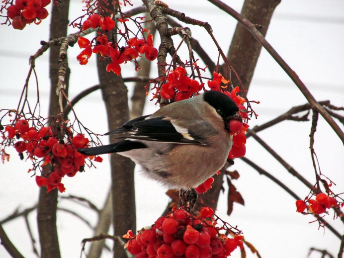 Снегирь в Ленинградской области