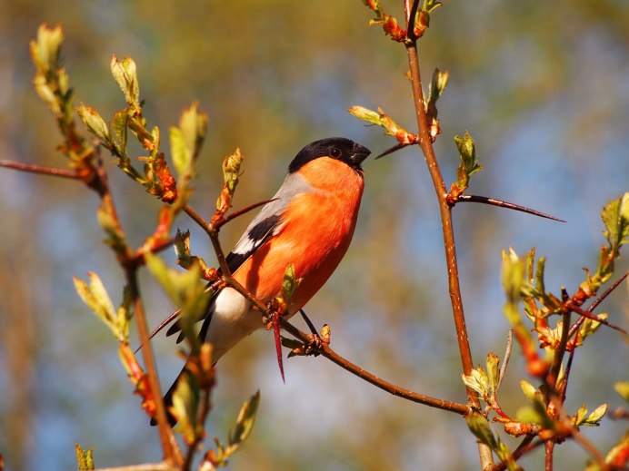 Зяблик и Снегирь