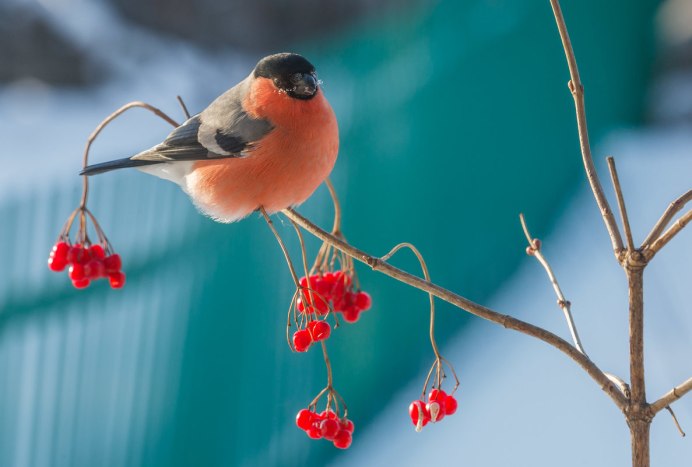 Птицы картинки