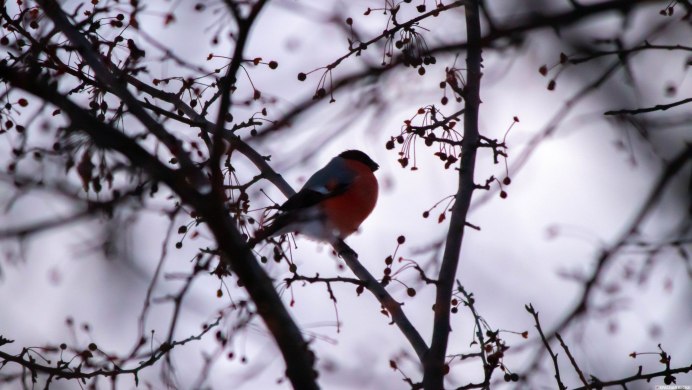Дом Снегири рябина