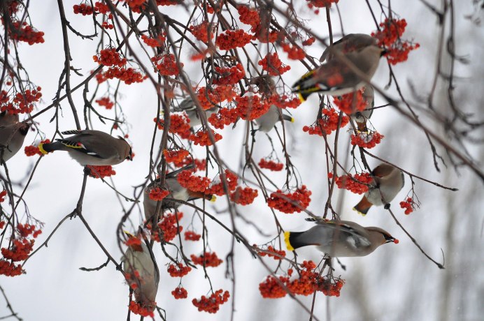 Весенние птицы зима