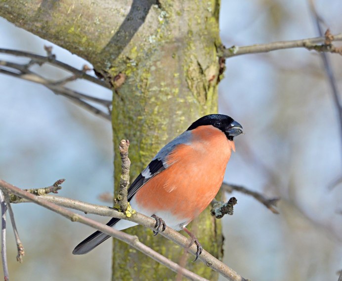 Весна Снегири