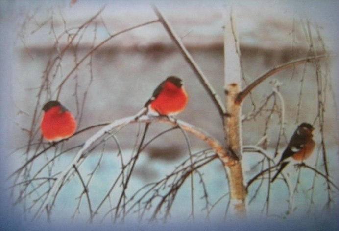 Снегири на снегу