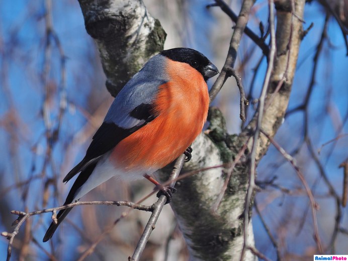 Молодой Снегирь птица