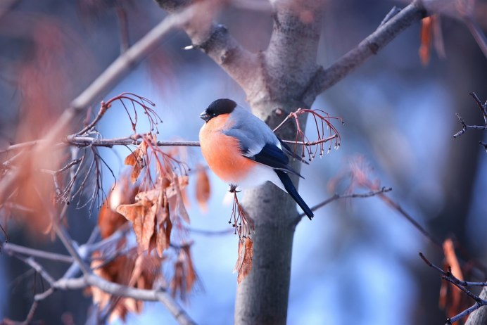 Снегири зимой