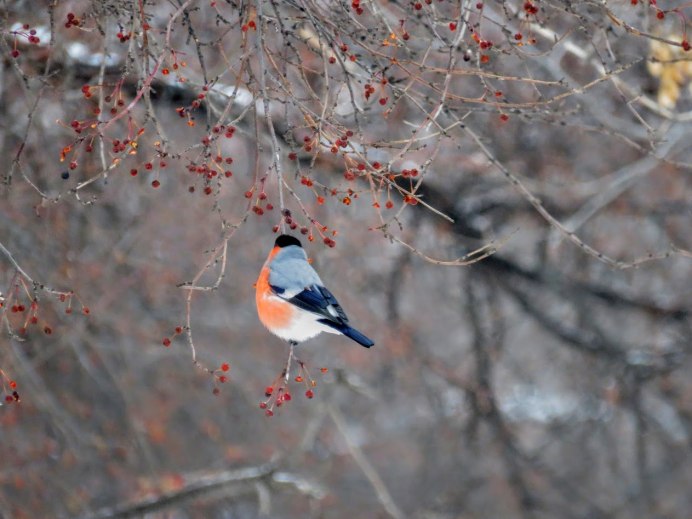Зима Снегири